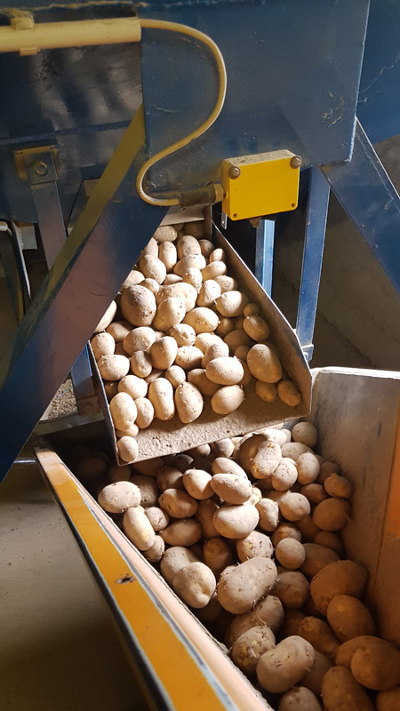 Kartoffelverkauf - Agrargenossenschaft „Oberes Elbtal“ in Reinhardtsdorf