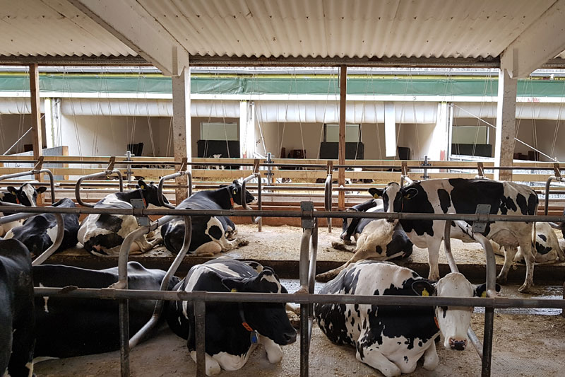 Milchviehhaltung - Agrargenossenschaft „Oberes Elbtal“ in Reinhardtsdorf