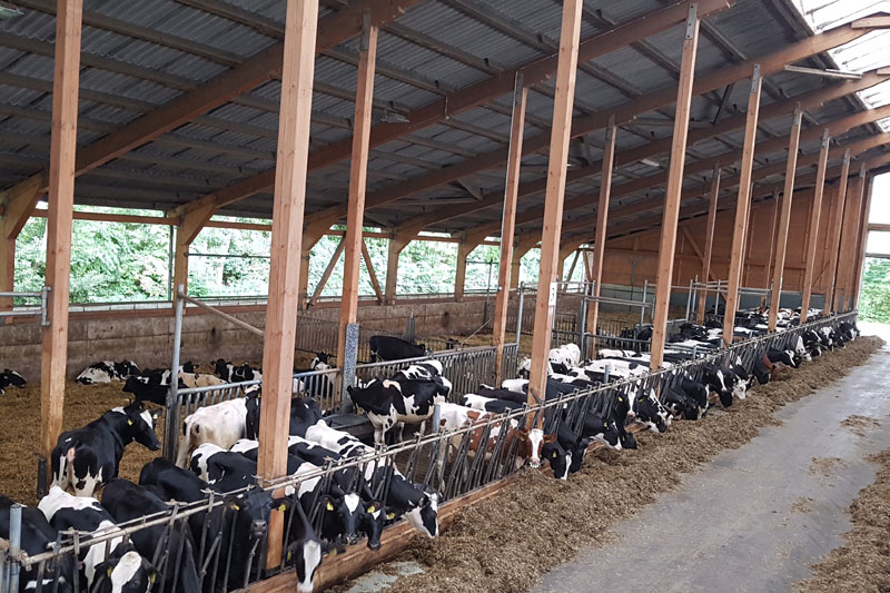 Milchviehhaltung - Agrargenossenschaft „Oberes Elbtal“ in Reinhardtsdorf
